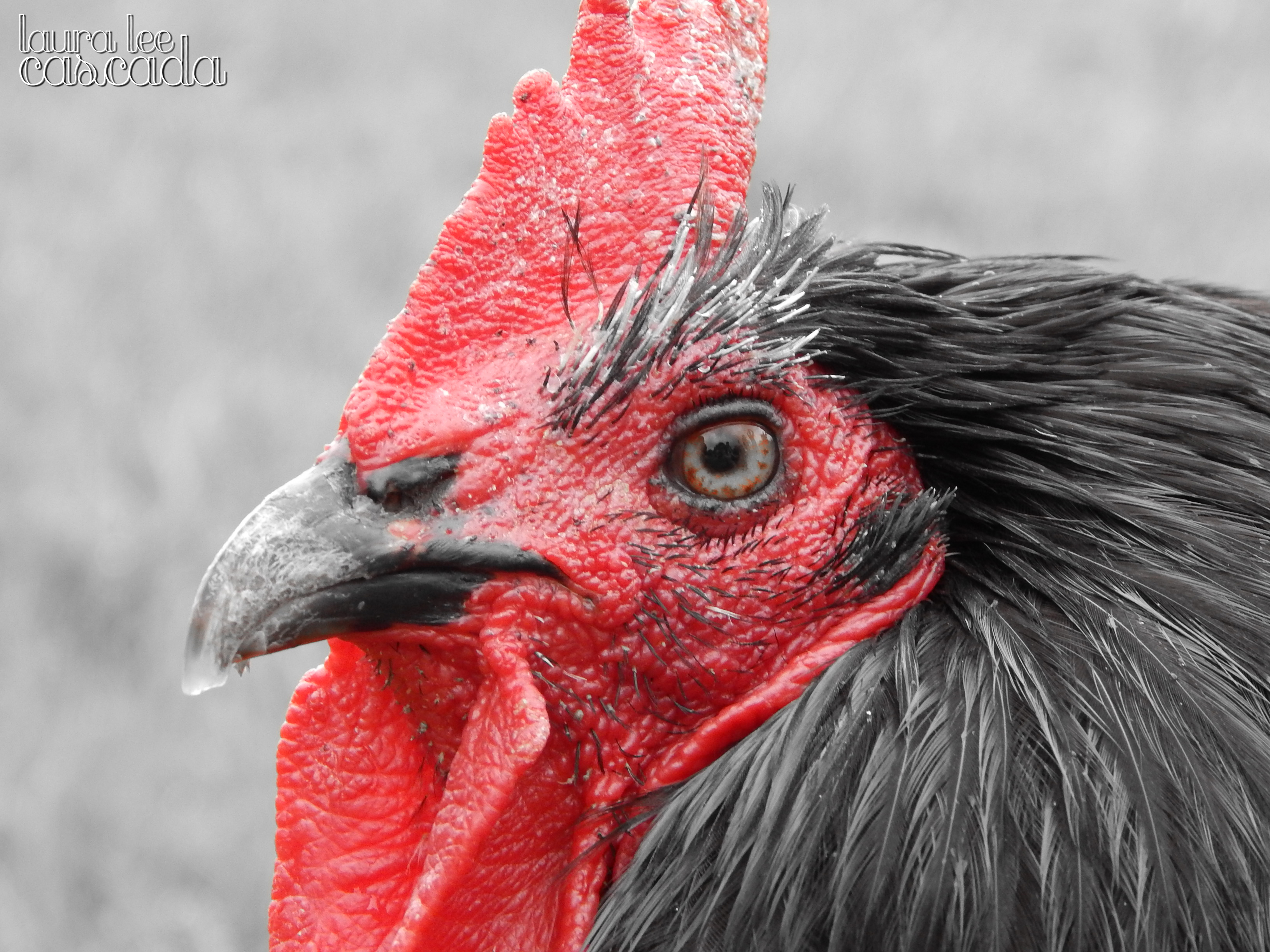 Patchouli at Farm Sanctuary - The Every Animal Project