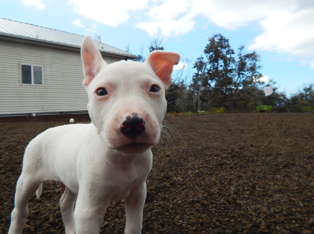 Pup from Na'alehu - The Every Animal Project