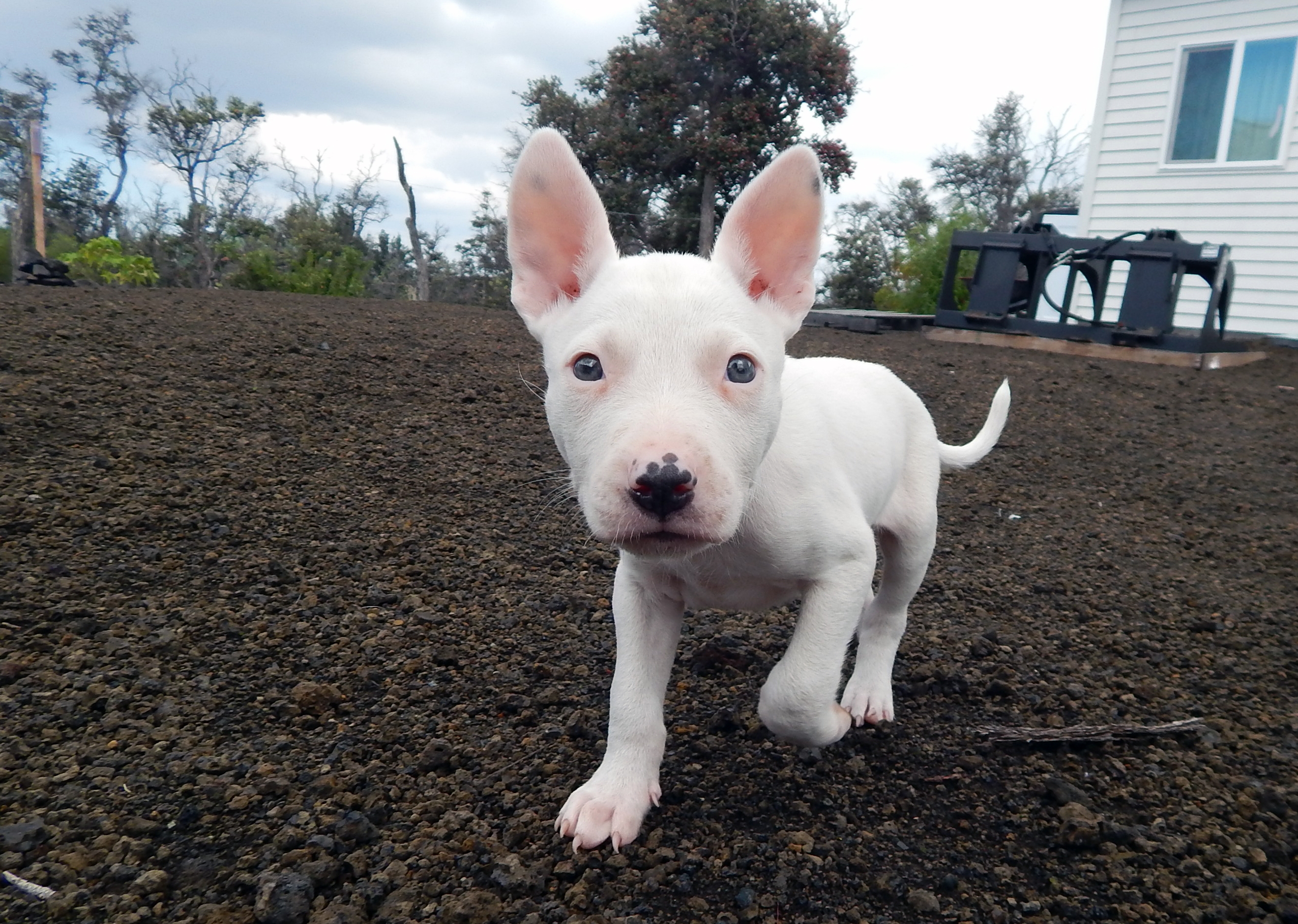 Puppy from Na'alehu - The Every Animal Project