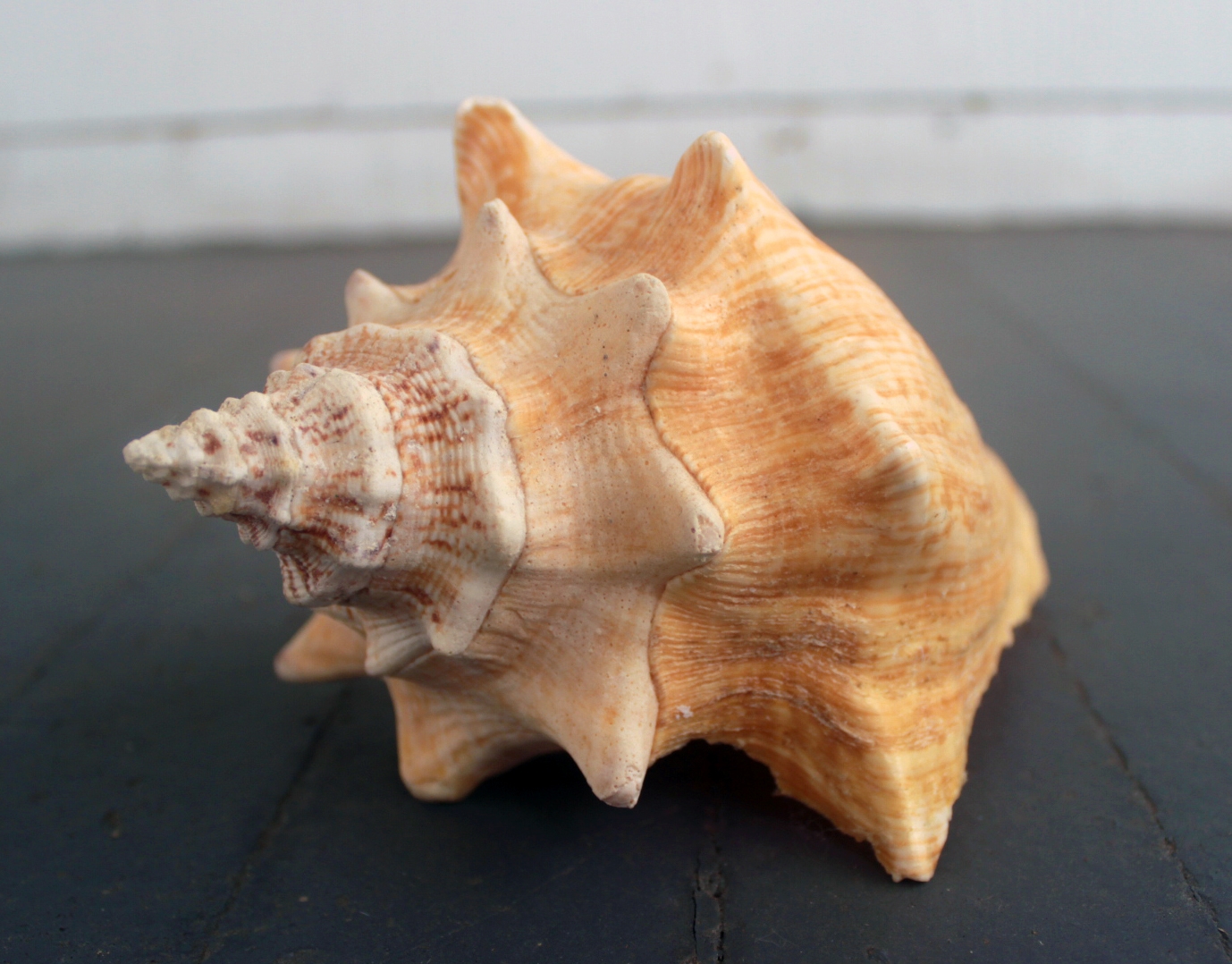 Conch Shell - The Every Animal Project