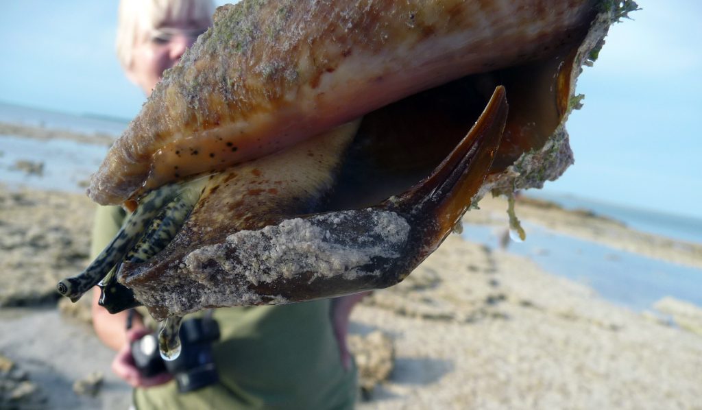 Queen Conch Operculum - The Every Animal Project