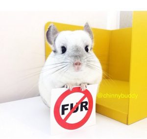 Mr. Bagel Says No to Fur - Every Animal Project
