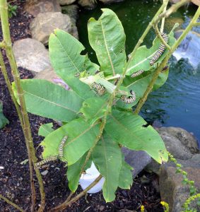 Monarch Caterpillars - The Every Animal Project