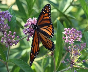 Monarch Butterfly - The Every Animal Project