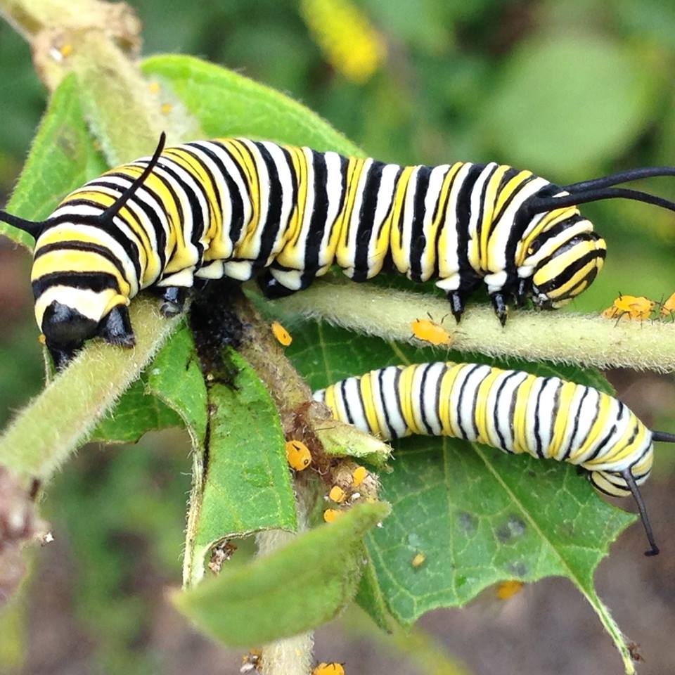 Monarch Caterpillars - The Every Animal Project