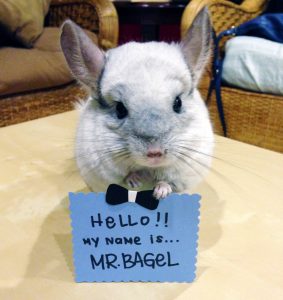 Mr. Bagel - The Every Animal Project