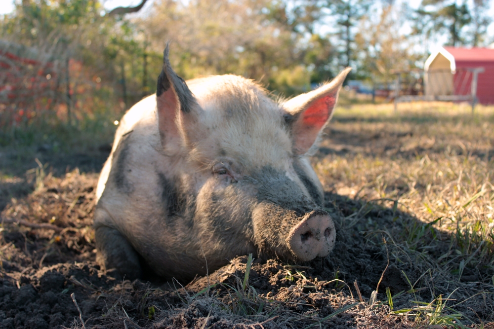 Esther the Wonder Pig