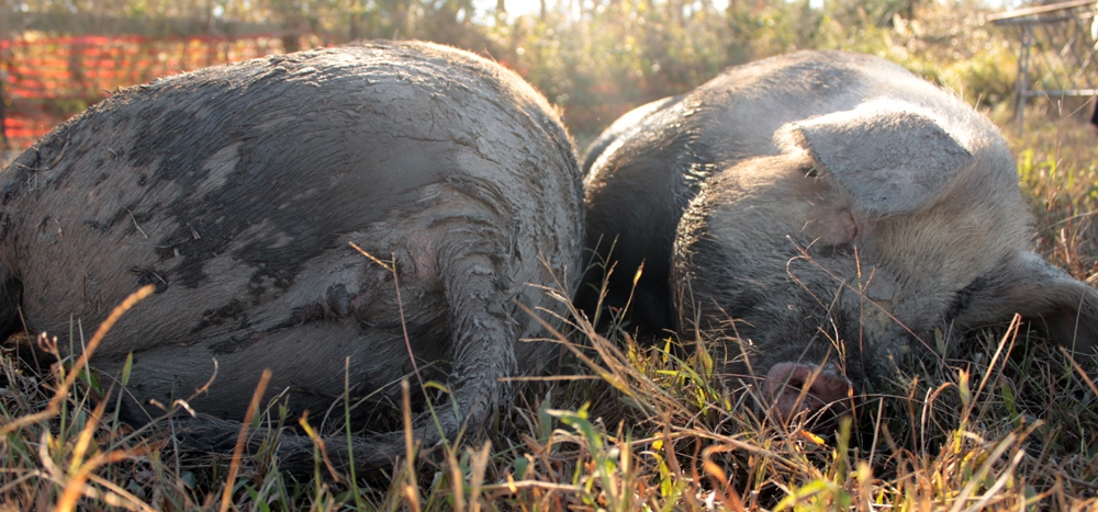 Esther the Wonder Pig