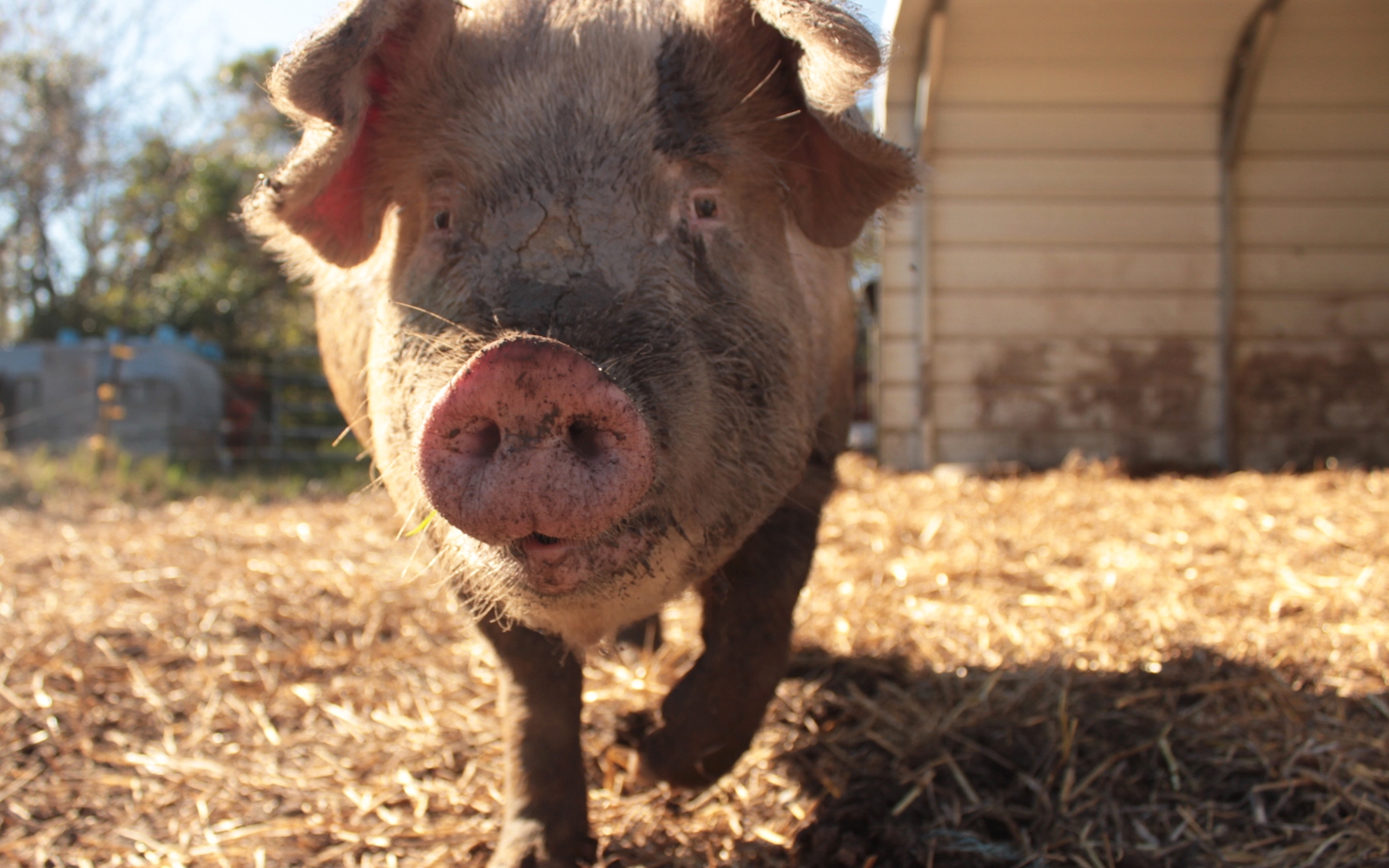 Esther the Wonder Pig