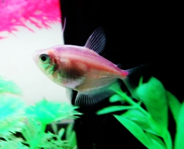 Moonrise Pink Glofish Tetra - Get Your Freshwater Fish Here!