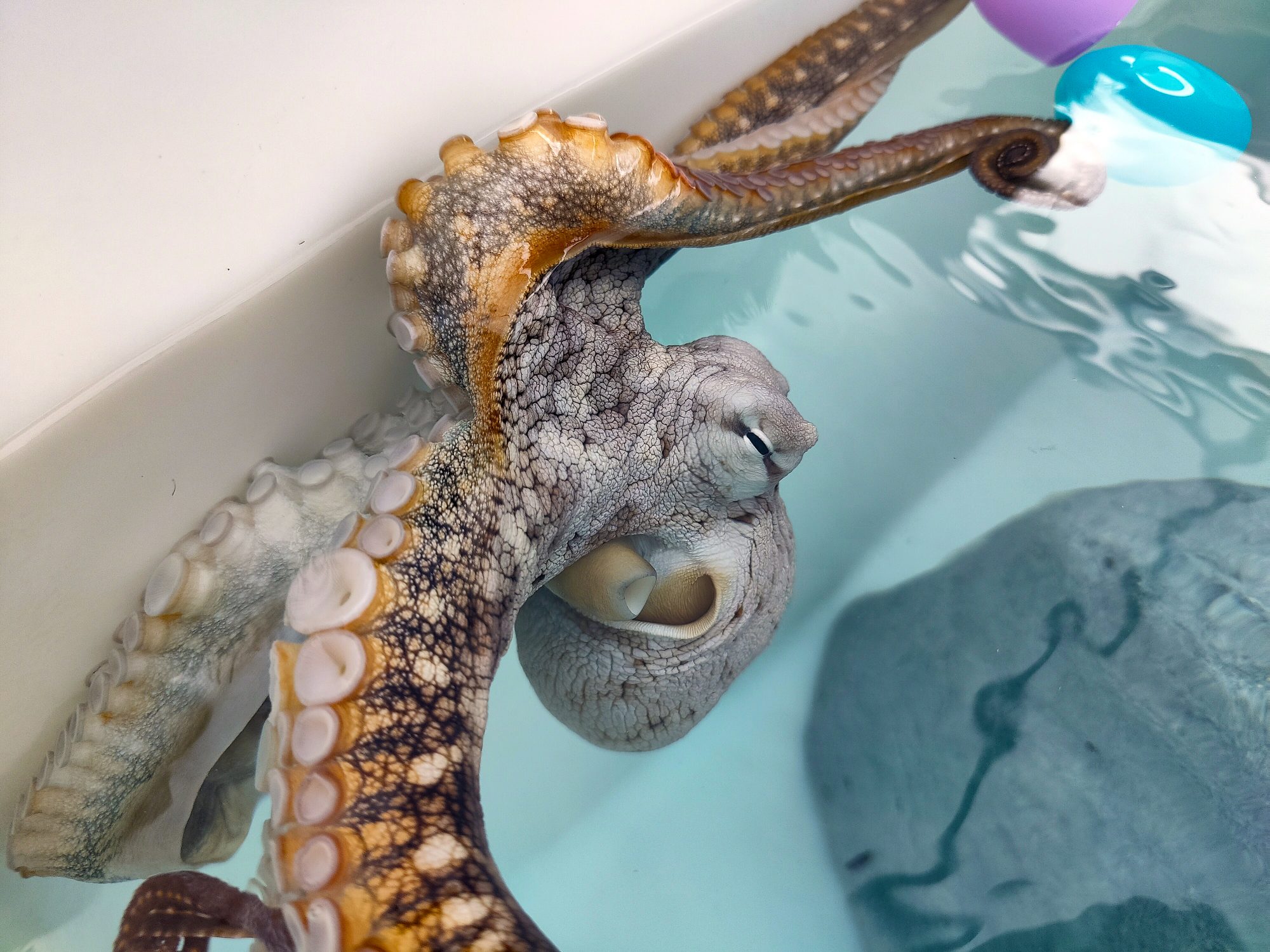 Investigation: The Murky Truth Behind Hawaii's Octopus Farm - The